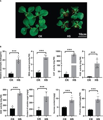 Integrated transcriptomics and metabolomics provides insights into the Nicotiana tabacum response to heat stress
